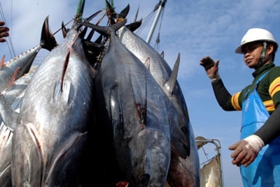 Xuất khẩu cá ngừ sẽ cán đích “tỷ đô”