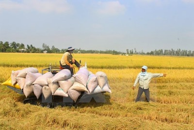 Giá lúa Cần Thơ tăng mạnh do nguồn cung khan hiếm