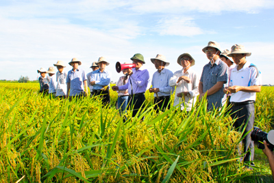 Nhân rộng mô hình sản xuất lúa lai F1 vụ 2015-2016