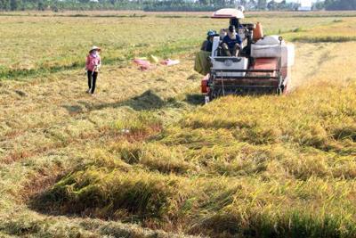 Vụ Đông Xuân 2016 – 2017 tại Nam bộ dự báo sẽ gặp khó