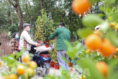 Hà Nội: Tổ chức 78 điểm chợ hoa Xuân phục vụ Tết Nguyên đán