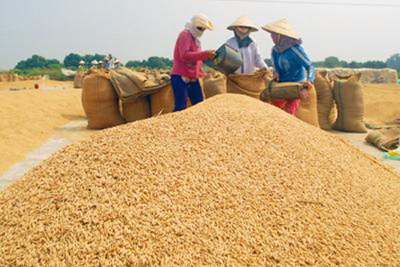 Thủ tướng chỉ đạo thực hiện ngay các giải pháp khắc phục tình trạng lúa gạo xuống giá