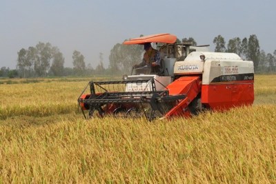 Ưu đãi lãi suất cho vay thu mua lúa gạo