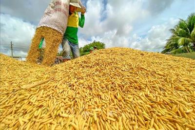 Giá lúa gạo ngày 10/3: Duy trì ổn định, tấm và cám khô hút hàng