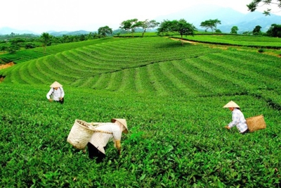 Giải pháp phát triển kinh tế nông nghiệp tỉnh Thái Nguyên