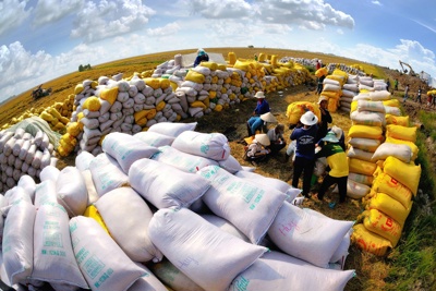 Xuất khẩu khởi sắc nhưng gạo Việt mới chiếm 3,1% lượng gạo ngoại khối nhập khẩu vào EU