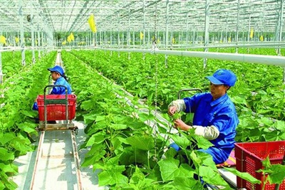Nghẽn vốn FDI đầu tư vào nông nghiệp công nghệ cao