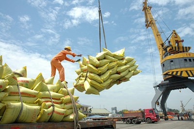 Cẩn trọng vấn đề suy giảm xuất khẩu gạo Việt Nam