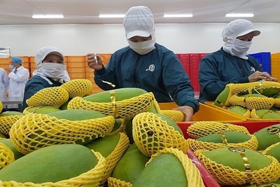 EU đưa ra 9 cảnh báo về an toàn thực phẩm với rau quả Việt Nam