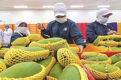 Xuất khẩu bền vững nông sản Việt Nam trong bối cảnh tham gia EVFTA