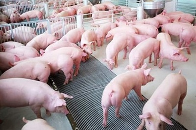 Giá thịt lợn hơi tăng ở miền Bắc và giảm ở miền Nam