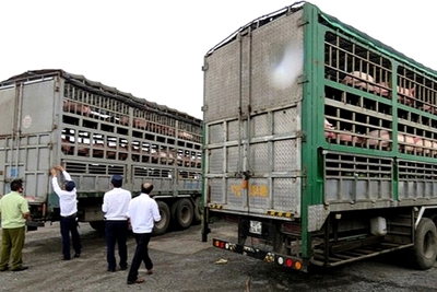 Ngăn chặn nhập lậu gia súc, sản phẩm động vật qua các cửa khẩu biên giới