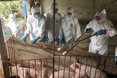 Bộ Tài chính bố trí kinh phí phục vụ công tác phòng, chống dịch bệnh Dịch tả lợn Châu Phi 