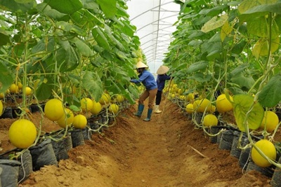 Ba nguyên nhân cản trở sự phát triển của doanh nghiệp nông nghiệp Việt