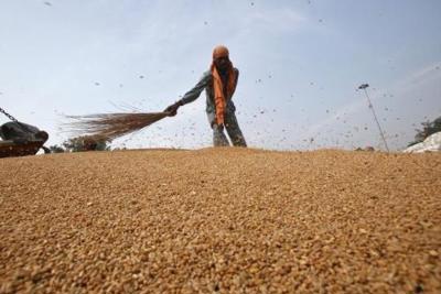 FAO: Giá lương thực thế giới tăng mạnh trong tháng 11