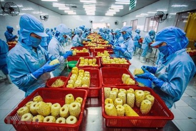 Hoa Kỳ tăng nhập khẩu rau quả chế biến từ thị trường Việt Nam