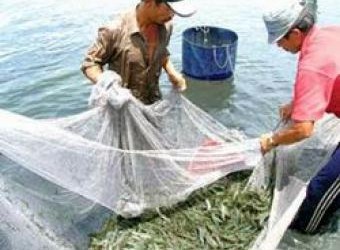 Giải quyết triệt để hiện tượng trục lợi bảo hiểm thủy sản ở Sóc Trăng Giải quyết triệt để hiện tượng trục lợi bảo hiểm thủy sản ở Sóc Trăng