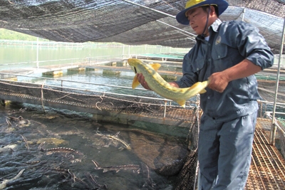 Bộ Công an làm rõ nhiều đường dây buôn lậu cá tầm Bộ Công an làm rõ nhiều đường dây buôn lậu cá tầm
