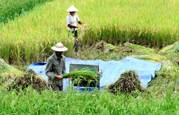 Phải ưu tiên cho nông nghiệp và xuất khẩu