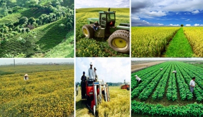 Miễn tiền sử dụng đất đối với nhà đầu tư có dự án nông nghiệp đặc biệt ưu đãi đầu tư