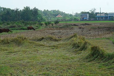 Gộp nhiều thửa để tính tiền sử dụng đất