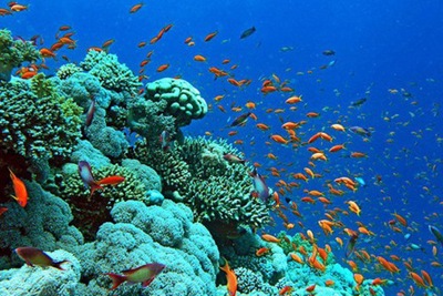 Giải pháp bảo vệ môi trường, đa dạng sinh học và dịch vụ hệ sinh thái biển