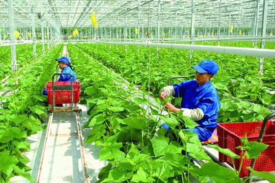 Phát triển nông nghiệp xanh ở Việt Nam và những vấn đề đặt ra trong bối cảnh hiện nay 