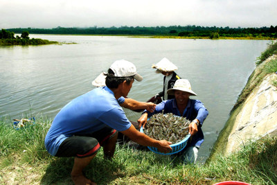 Bộ Tài chính trả lời cử tri Sóc Trăng về bồi thường bảo hiểm tôm 