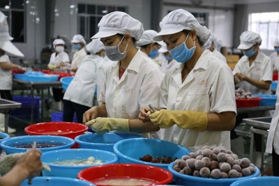 Cơ hội tăng trưởng xuất khẩu rau quả chế biến của Việt Nam