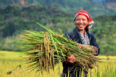 Sữa dự báo sẽ còn đứng giá ở mức cao