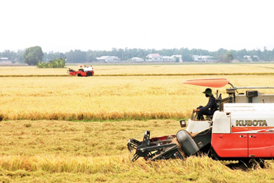 Phấn đấu giảm phát thải khí mê-tan trong sản xuất lúa gạo của Việt Nam