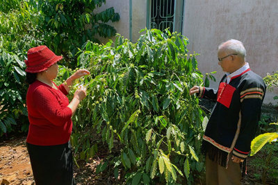 Trồng xen cây ăn quả, cây công nghiệp trong vườn cà phê