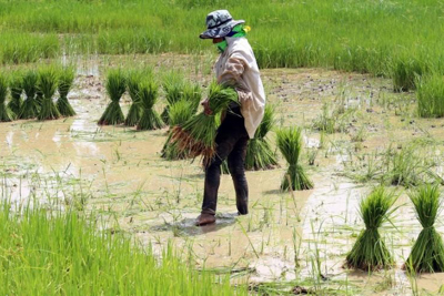 Thái Lan hỗ trợ lớn cho nông dân gặp khó khăn do COVID-19, thiên tai