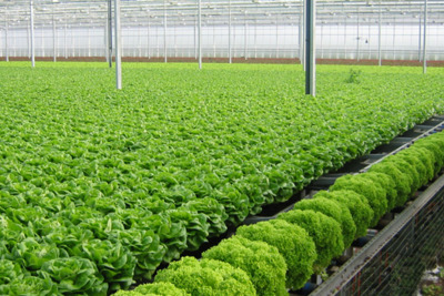 Vấn đề phát triển nông nghiệp công nghệ cao vùng Đồng bằng Sông Hồng