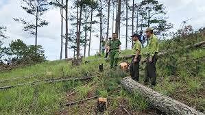 Tăng cường quản lý bảo vệ rừng, xử lý tình trạng phá rừng, lấn chiếm đất rừng trái pháp luật