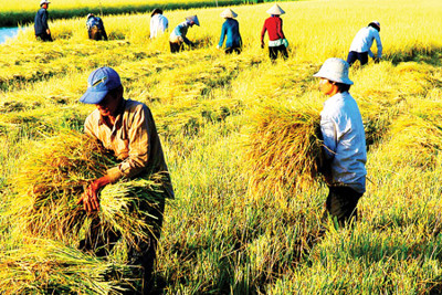 Để lúa gạo tiếp tục là “cần câu” của nông dân