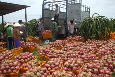 Cơ hội vàng cho nông sản xuất khẩu 