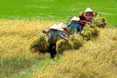 Bộ Tài chính công bố giá mua thóc định hướng vụ hè thu 2015 Bộ Tài chính công bố giá mua thóc định hướng vụ hè thu 2015