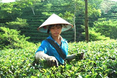 Cổ phần hoá doanh nghiệp nông nghiệp vượt chỉ tiêu Cổ phần hoá doanh nghiệp nông nghiệp vượt chỉ tiêu