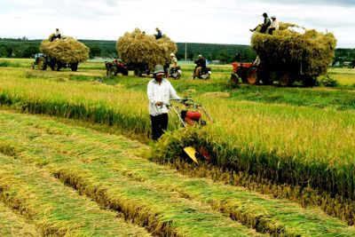 Sản xuất nông nghiệp gắn với mô hình cho vay theo chuỗi liên kết 