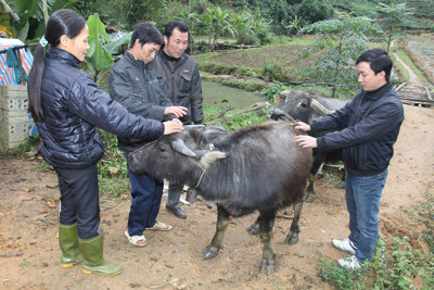 Hậu Giang: Cho vay tam nông đạt hiệu quả cao