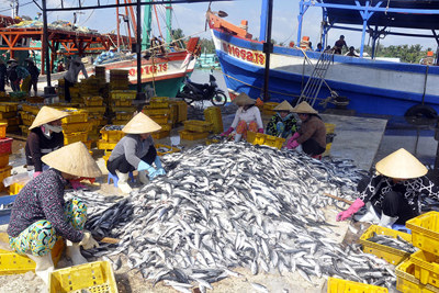 Gỡ vướng hoàn thuế cho chủ tàu khai thác hải sản Gỡ vướng hoàn thuế cho chủ tàu khai thác hải sản