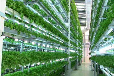 Bàn về hiệu quả kinh tế phát triển nông nghiệp đô thị theo hướng bền vững