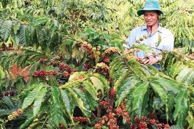 Hỗ trợ hàng dự trữ quốc gia trong nông nghiệp cho các tỉnh miền Trung, Tây Nguyên