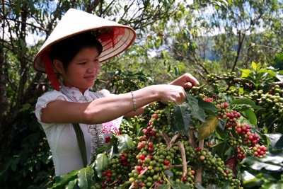 Gia tăng giá trị cho sản phẩm cà phê