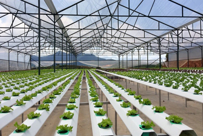 Hỗ trợ 80% kinh phí ứng dụng công nghệ cao đối với dự án nông nghiệp
