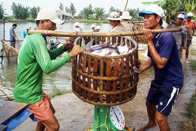 Khó khăn “kép” đối với cá tra