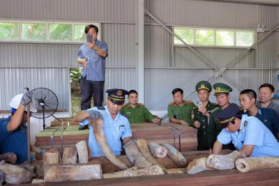 Mở rộng vụ án vận chuyển trái phép ngà voi từ nước ngoài vào Việt Nam