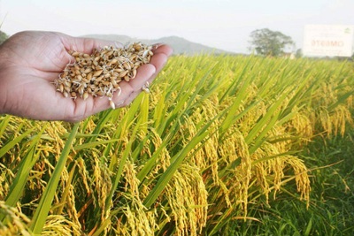 Xuất cấp 2.455 tấn hạt giống hỗ trợ 2 tỉnh