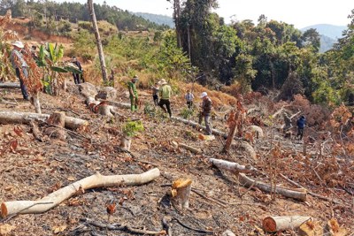 Phá rừng phòng hộ, 2 đối tượng bị phạt 200 triệu đồng